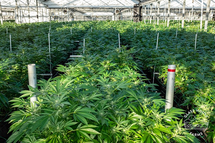 How Glass House Farms Helped Santa Barbara County Address Cannabis Odor Issues